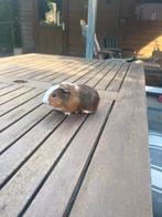 Cavia beertje gratis, Dieren en Toebehoren, Augustus, Mannelijk, Cavia