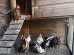 Gratis Serama haantjes, hennetje €5,-, Dieren en Toebehoren, Meerdere dieren, Kip