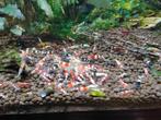 Caridina garnalen, Taiwan bee mix, Dieren en Toebehoren, Kreeft, Krab of Garnaal, Zoetwatervis