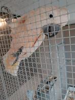 Molukken kaketoe man 1999, Dieren en Toebehoren, Vogels | Parkieten en Papegaaien, Mannelijk, Papegaai