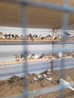 Zebravinkjes, Dieren en Toebehoren, Meerdere dieren