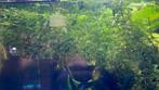 7 verschillende aquarium planten te koop, Ophalen of Verzenden, Nieuw, Plant(en), Steen of Hout