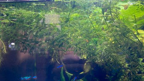 7 verschillende aquarium planten te koop, Dieren en Toebehoren, Vissen | Aquaria en Toebehoren, Nieuw, Plant(en), Steen of Hout