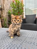 Noorse Boskat Europese korthaar kittens