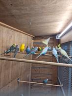 Grasparkieten, Dieren en Toebehoren, Vogels | Kanaries, Meerdere dieren, Kleurkanarie