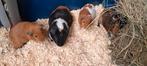 2 jonge bruine cavia beren van 17 augustus 2025, Dieren en Toebehoren, Knaagdieren, Augustus, Mannelijk, Cavia