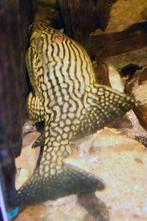 L-Nummers: L330 Panaque nigrolineatus laurafabianae, Vis, Zoetwatervis