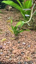 Microsorum pteropus - Narrow Leaf (Javavaren)
Aquarium Plant, Ophalen of Verzenden, Nieuw, Plant(en), Steen of Hout