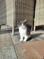 Mooie en lieve kittens!, Dieren en Toebehoren, Katten en Kittens | Overige Katten, Meerdere dieren