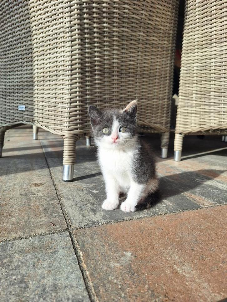 Mooie en lieve kittens!, Dieren en Toebehoren, Katten en Kittens | Overige Katten, Meerdere dieren