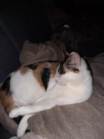 Een gouden huisje voor Lola, Dieren en Toebehoren, Katten en Kittens | Overige Katten, Poes, Kortharig, 0 tot 2 jaar