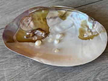 Parelschelp 17 x 11,5 x 2cm beschikbaar voor biedingen