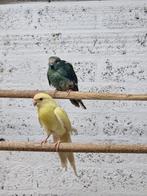 Koppel kakarikies, Meerdere dieren, Parkiet