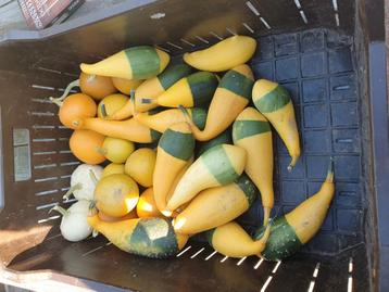 36 stuks sierfruit pompoentjes pompoen  beschikbaar voor biedingen