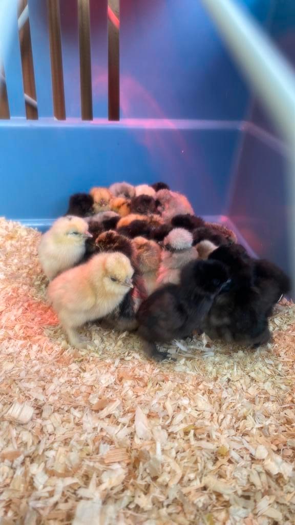 Usa zijdehoen Hennen!, Dieren en Toebehoren, Pluimvee, Kip, Vrouwelijk