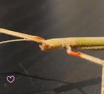 Wandelende takken, Indische, halfwas, Dieren en Toebehoren, Wandelende tak