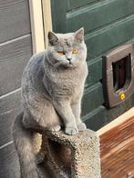 Britse korthaar 9 maanden, Dieren en Toebehoren, Katten en Kittens | Raskatten | Korthaar, Poes