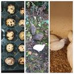 Japanse kwartels kwartel broedeieren kwarteleitjes, Dieren en Toebehoren, Pluimvee, Geslacht onbekend, Overige soorten