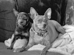Honden oppas aangeboden, Ophalen of Verzenden, Nieuw