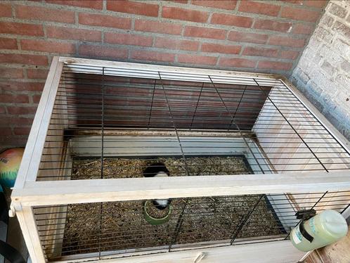 Cavia beertje met hok, Dieren en Toebehoren, Knaagdieren en Konijnen | Hokken en Kooien, Gebruikt, Hok, 60 tot 90 cm, 75 tot 110 cm