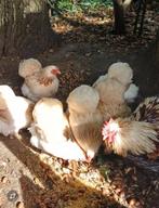 Cochin kriel zilver tarwe, Dieren en Toebehoren, Pluimvee, Vrouwelijk, Kip