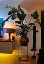 2 Strelitzia Kamerplanten - 1.75m, Huis en Inrichting, Kamerplanten, Ophalen, Overige soorten, Halfschaduw, In pot