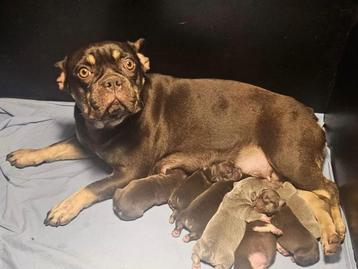 Franse bulldog pups beschikbaar voor biedingen