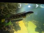 💥 Channa Aurantimaculata - Slangenkopvis, Dieren en Toebehoren, Vis