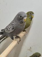 Grasparkiet, Vrouwelijk, Parkiet