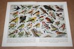 Antieke kleurenchromo - Diverse soorten zangvogels - 1920 !!, Ophalen of Verzenden