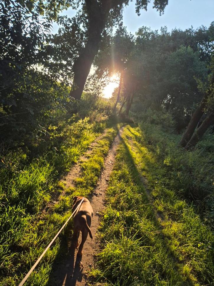 Hondenuitlaatservice - De Gelukkige Hond, Dieren en Toebehoren, Honden-accessoires, Ophalen of Verzenden
