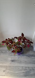 Siernetel (Coleus) plant met opvallende bladeren., Ophalen, In pot, Halfschaduw, Minder dan 100 cm