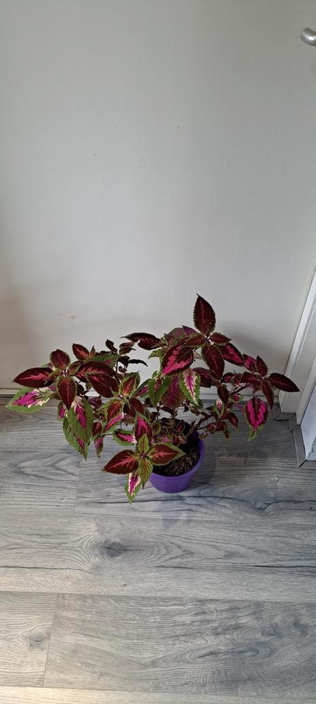 Siernetel (Coleus) plant met opvallende bladeren., Huis en Inrichting, Kamerplanten, Minder dan 100 cm, Halfschaduw, In pot, Ophalen