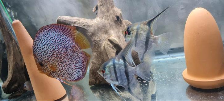 Mooi koppel altums maanvissen tekoop, Dieren en Toebehoren, Vissen | Aquaria en Toebehoren, Ophalen