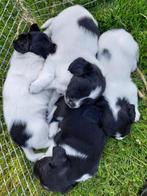 Nog 3 pups Friese Stabij, Dieren en Toebehoren, 8 tot 15 weken, Meerdere, Nederland, Particulier