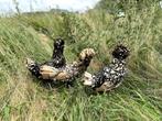 Kuifhoenders Citroen zwart gezoomd, gesekst en ingeënt, Dieren en Toebehoren, Pluimvee, Vrouwelijk, Kip