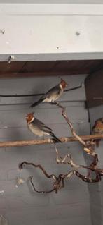 kardinalen, Dieren en Toebehoren, Vogels | Overige Vogels, Vrouwelijk