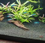 16 kardinaal tetra's