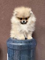 Mini Pomeriaan, Dieren en Toebehoren, 8 tot 15 weken, Buitenland, Parvo, Eén hond