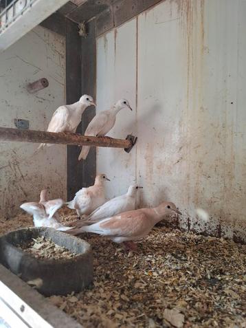 Tortelduiven in witbont en pheo  beschikbaar voor biedingen