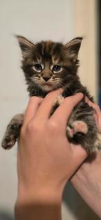 Prachtige maincoon kittens, Dieren en Toebehoren, Meerdere dieren, Ontwormd, 0 tot 2 jaar