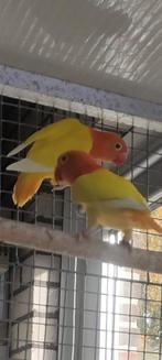 Fischeri lutino ino, Dieren en Toebehoren, Vogels | Parkieten en Papegaaien, Meerdere dieren, Dwergpapegaai of Agapornis, Geringd