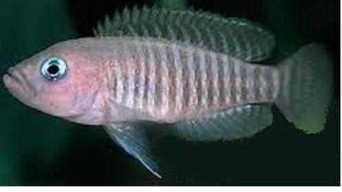 Lamprologus multifasciatus 2 a 3 cm tanganyka, Dieren en Toebehoren, Vissen | Aquariumvissen, Vis
