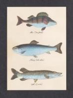 Vissen Florel Baars Snoek Ansichtkaart., Ophalen of Verzenden, 1980 tot heden, Ongelopen, Waterdier