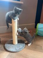 Ragdoll X Britse Korthaar X Europese Korthaar, Dieren en Toebehoren, Meerdere dieren, Ontwormd