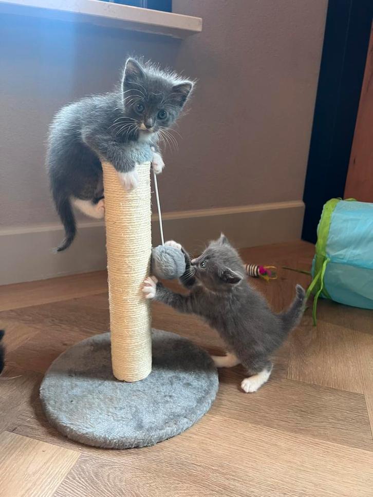 Ragdoll X Britse Korthaar X Europese Korthaar, Dieren en Toebehoren, Katten en Kittens | Raskatten | Korthaar, Meerdere dieren