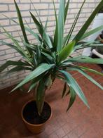 Houseplants, Tuin en Terras, Planten | Tuinplanten, Vaste plant, Bloeit niet, Halfschaduw, Ophalen