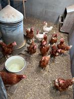 Enkele legkippen te koop, Dieren en Toebehoren, Pluimvee, Vrouwelijk, Kip