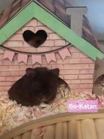 Jonge goudhamsters beschikbaar, Hamster, Januari, Meerdere dieren, Tam