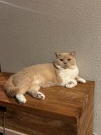 Brits korthaar stamboom dekkater cream and white bicolor, Dieren en Toebehoren, 0 tot 2 jaar